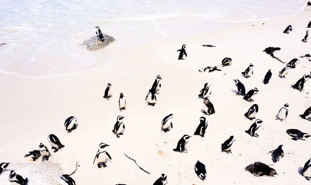 penguins of boulders beach